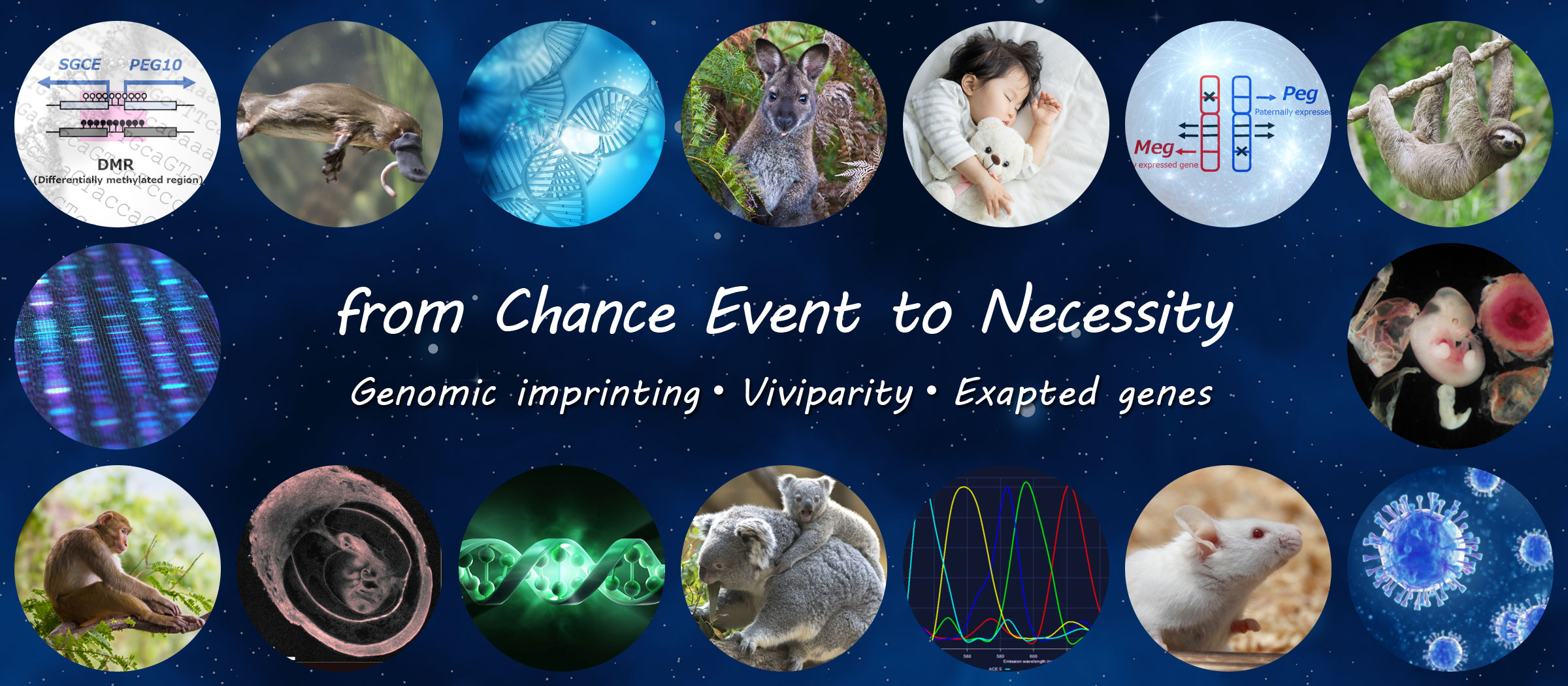 from Chance Event to Necessity, Genomic imprinting, Viviparity, Exapted genes